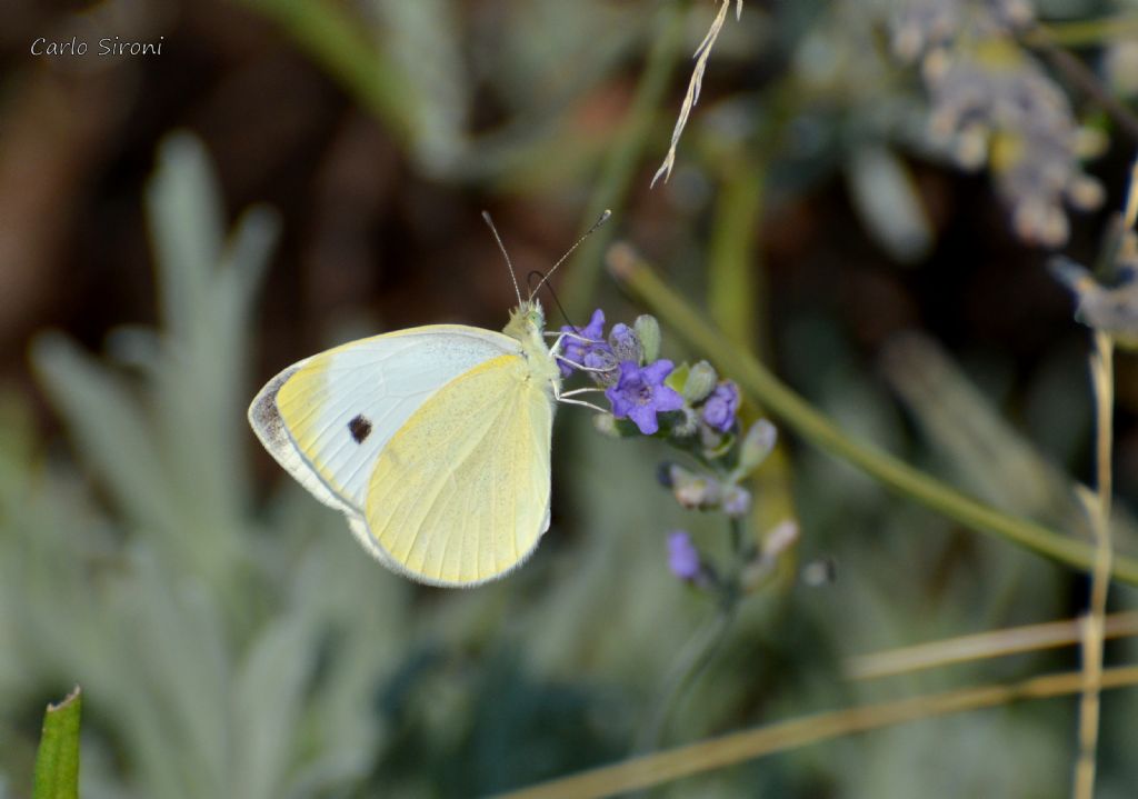 Farfalla - Pieris rapae